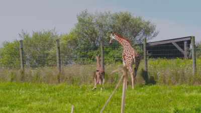 Baby giraffe are
extremely fragile, - Secrets of the Zoo