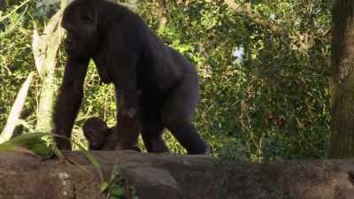 baby Grace is growing up fast. - Magic of Disney's Animal Kingdom