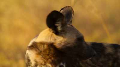 Babysitter Bamba
is on high alert for predators. - Wild Babies