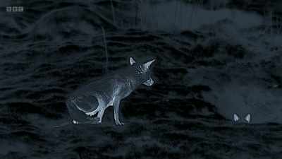 Back at the den, - Wild Isles