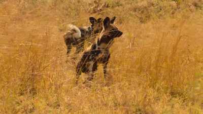 Back at the kill, - Wild Babies