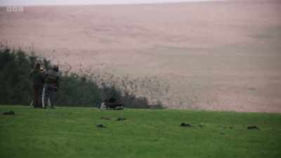 Back in Cornwall, the team
have found the starlings, - Wild Isles