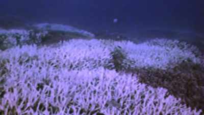 Back in the '80s, we started looking
at this weird phenomenon. - Chasing Coral