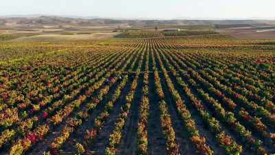 Back in the fields,
María's workers finish the final rows - Europe From Above