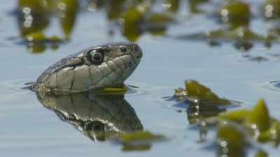 Back in the sunshine,
he warms his head, - Planet Earth III