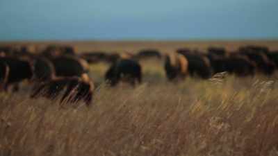 Back on that plateau, - The American Buffalo