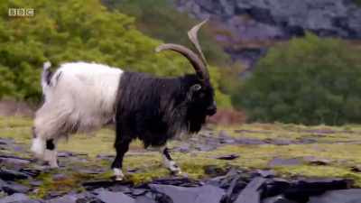 Back on the mountain, - Wales: Land of the Wild