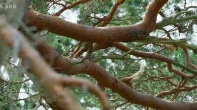 ..back to the tree
with the ripe pine cones. - Wild Isles