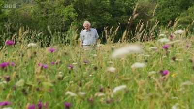 Back then, it was easy to find hay
meadows like this one, - Wild Isles
