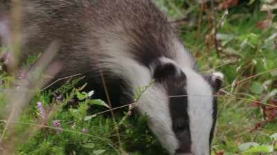 Badgers can identify
individuals in their group - Wild Nordic