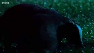Badgers don't usually
fight over food, - Wales: Land of the Wild