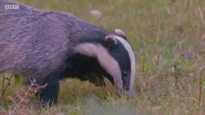 Badgers will eat as many
as 200 earthworms a night. - Wales: Land of the Wild