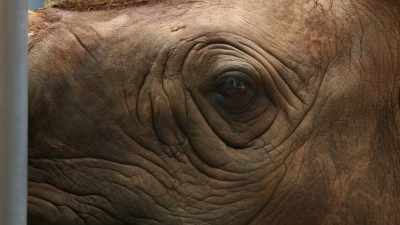 Badru is definitely in a very calm mood, - Magic of Disney's Animal Kingdom