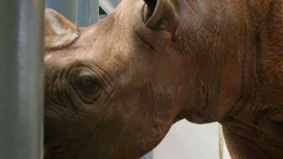 Badru likes to eat everything,
but I think, - Magic of Disney's Animal Kingdom