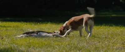 [Bailey] First, I'm gonna pull the stick.
Then you pull the stick. - A Dog's Journey