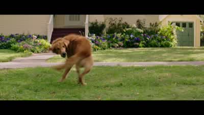 Bailey, get in the car. - A Dog's Purpose