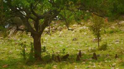 Bakari daren't take
his eyes off the leopard... - Serengeti