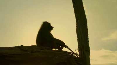 Bakari exiled himself from his troop
after falling out with their leader. - Serengeti