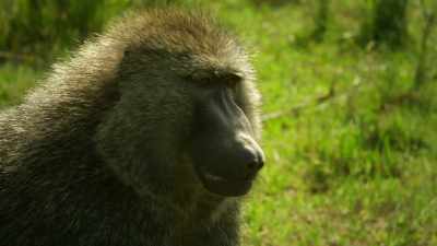 Bakari is finding parenthood
both lonely... - Serengeti