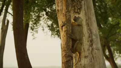 Bakari finds safety, - Serengeti