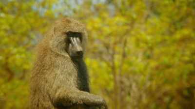 Bakari is in self-imposed exile. - Serengeti