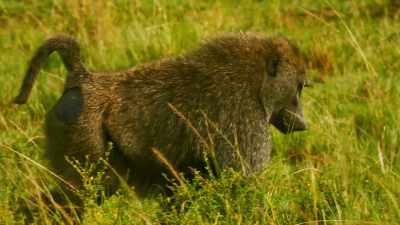 Bakari may have been put
back in his place, - Serengeti