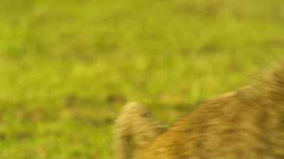 Bakari will be punished
for her rejection. - Serengeti