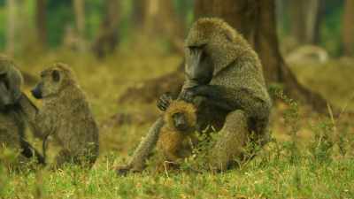 Bakari's aim is simple - - Serengeti