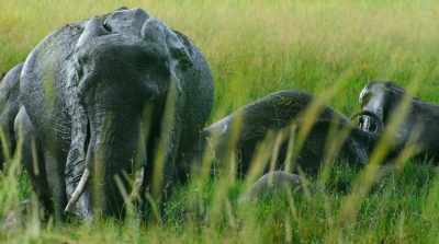 Balance… - Surviving Paradise: A Family Tale