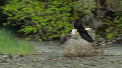 Bald eagles come here to fish, - Wild Babies