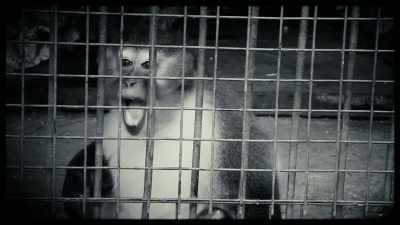 Baldwin was known for his bizarre monkey experimentation - The Minds of Men
