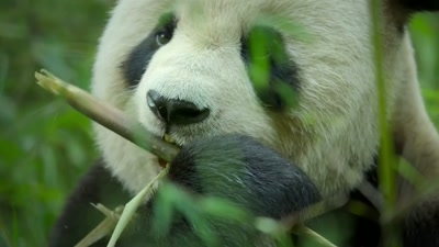 Bamboo is so unnutritious - A Year on Planet Earth