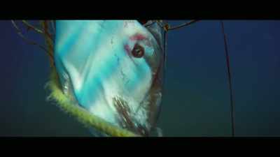 [Bana] By baiting and
trapping marine animals - Envoy: Shark Cull