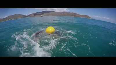[Bana] For 83
years and counting, - Envoy: Shark Cull
