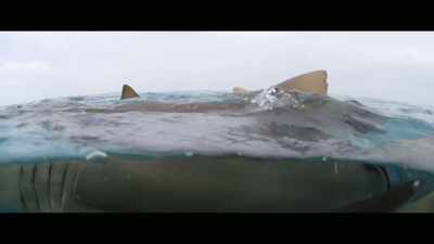 [Bana] Humans have shared
the oceans with these animals - Envoy: Shark Cull