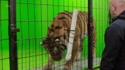 BANGING ON CAGE
Good. That's you. Fantastic. - Britain's Tiger Kings - On the Trail with Ross Kemp