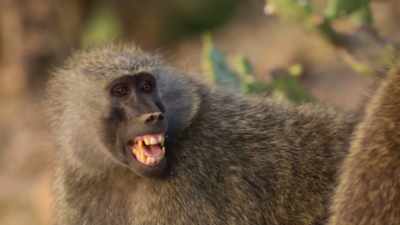 Baring their teeth - The Secret Lives of Animals