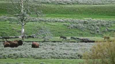 [barking, howling] - Epic Yellowstone