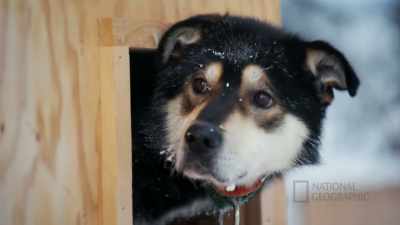 (barking) - Life Below Zero: First Alaskans