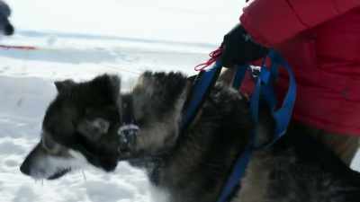 (barking) - Life Below Zero: First Alaskans