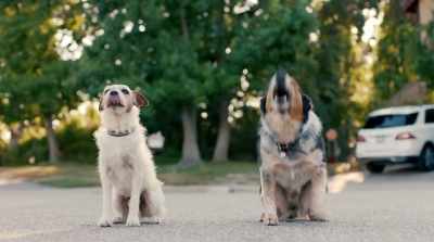 [barking] - Pups Alone