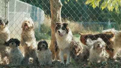 [barking] - The Cult of The Family
