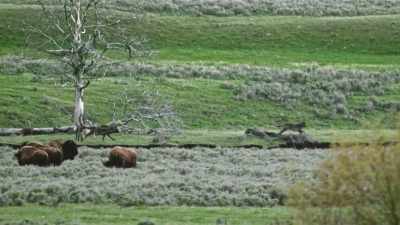 [barking] - Epic Yellowstone