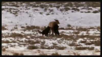 [barking] - Epic Yellowstone