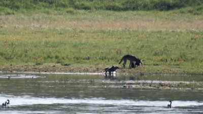 [barking] - Epic Yellowstone