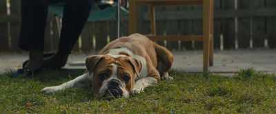 [barking] - A Dog's Journey