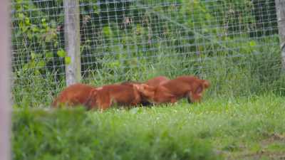 (barking) - Secrets of the Zoo