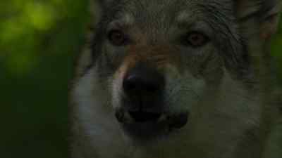 [barking] - Britannia