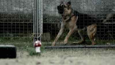 (BARKING) - Wallander