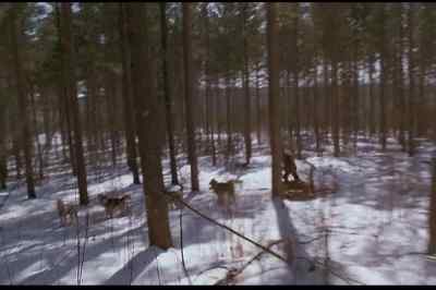 [Barking] - Iron Will